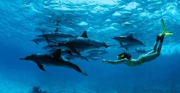 Depuis Kendwa : Mnemba en bateau, dauphins et snorkeling