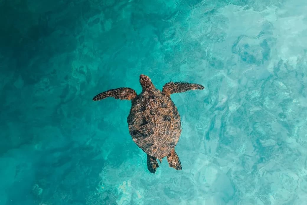 Tortue marine nageant en eau turquoise très claire