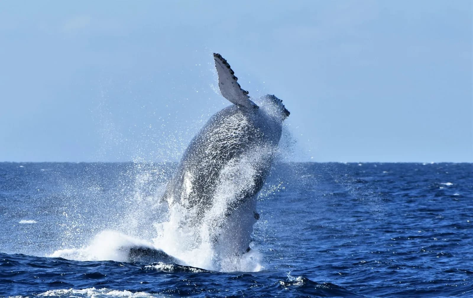 Baleine à bosse sautant hors de l'eau en pleine mer