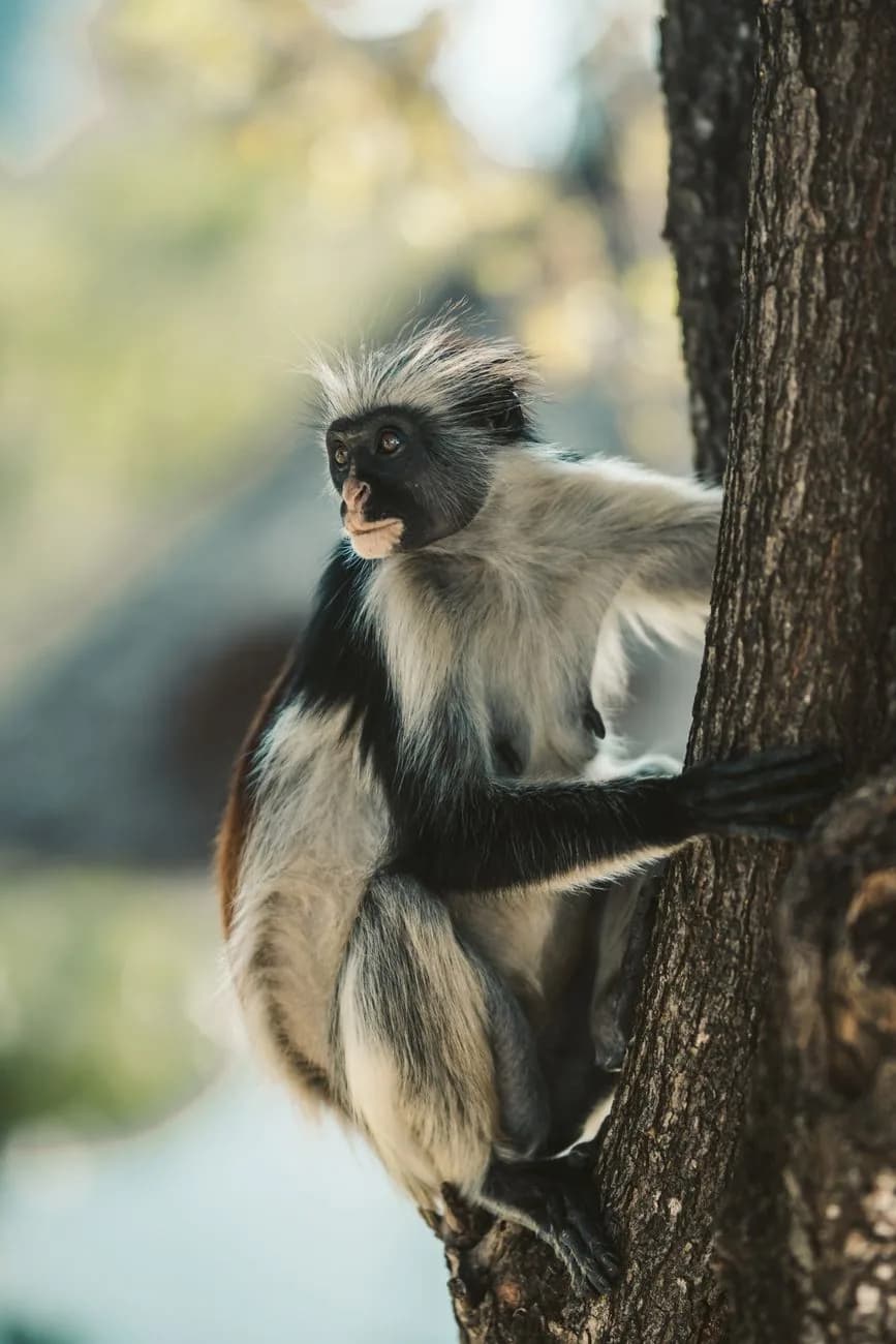 Colobe roux de Zanzibar sur un tronc dans la forêt de Jozani