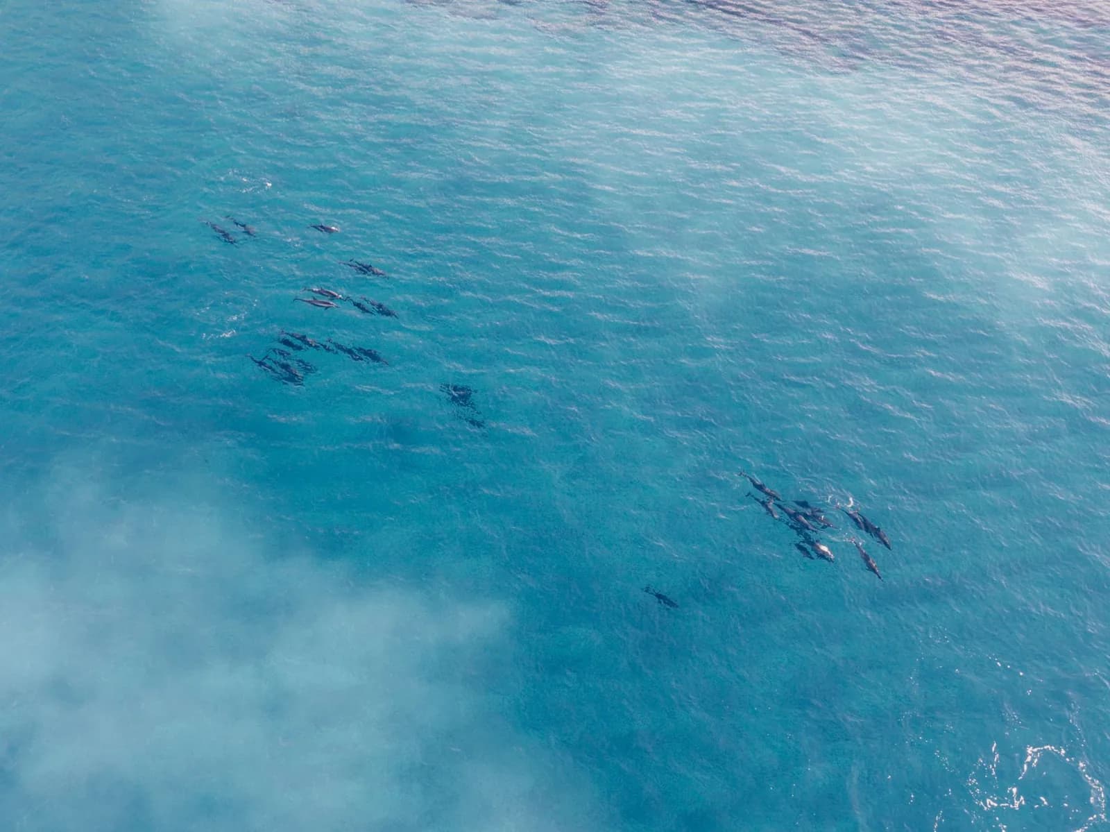 Groupe de dauphins nageant en eaux claires au large, comme on les observe depuis les sorties vers Mnemba à Zanzibar