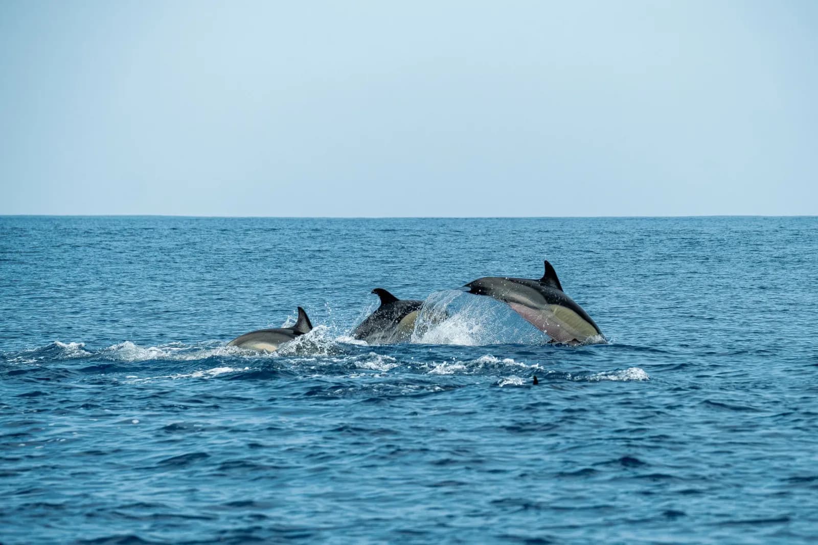 Dauphins sauvages nageant au large de Kizimkazi à Zanzibar