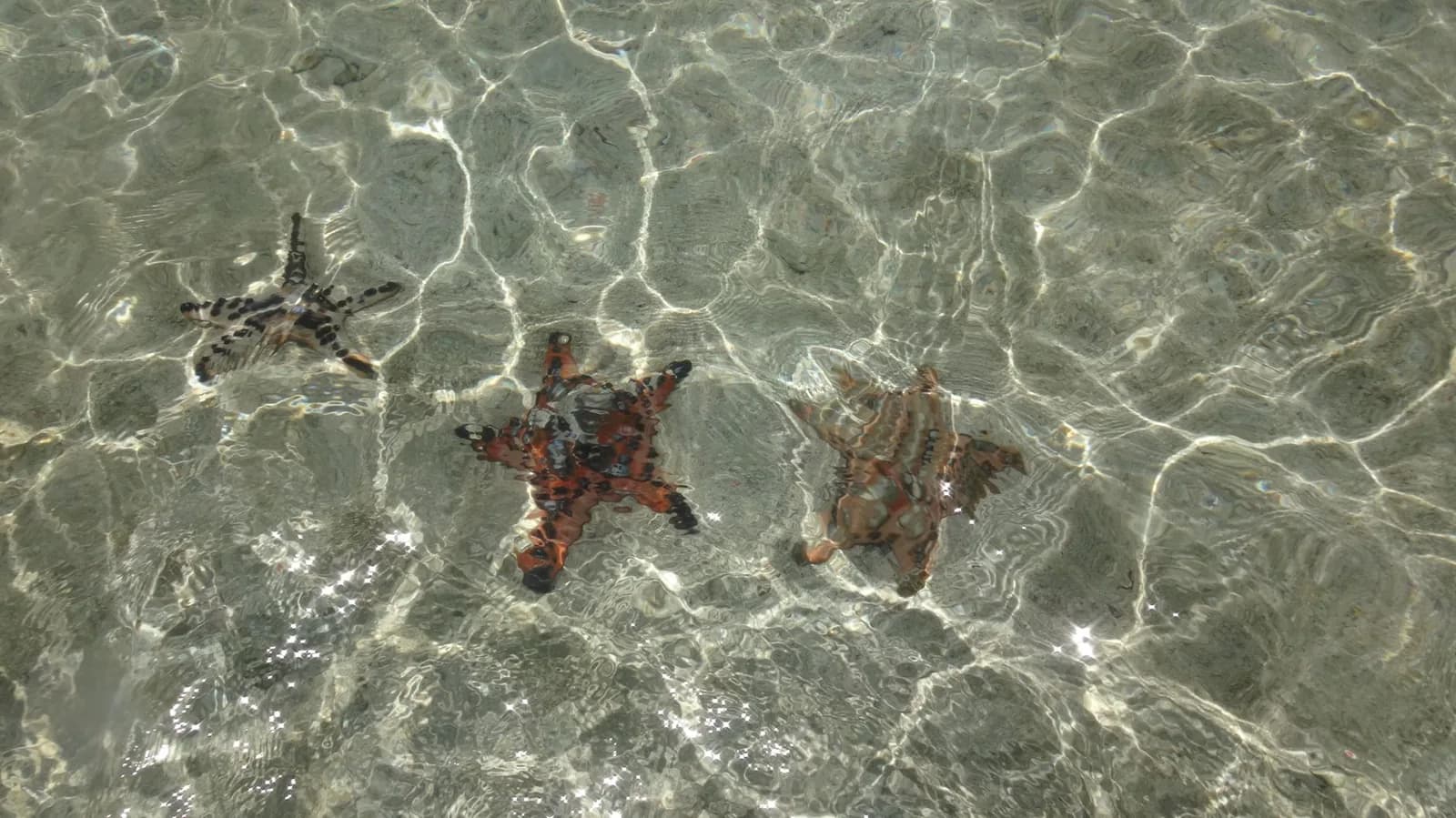 Trois étoiles de mer sur le sable dans une eau claire et peu profonde