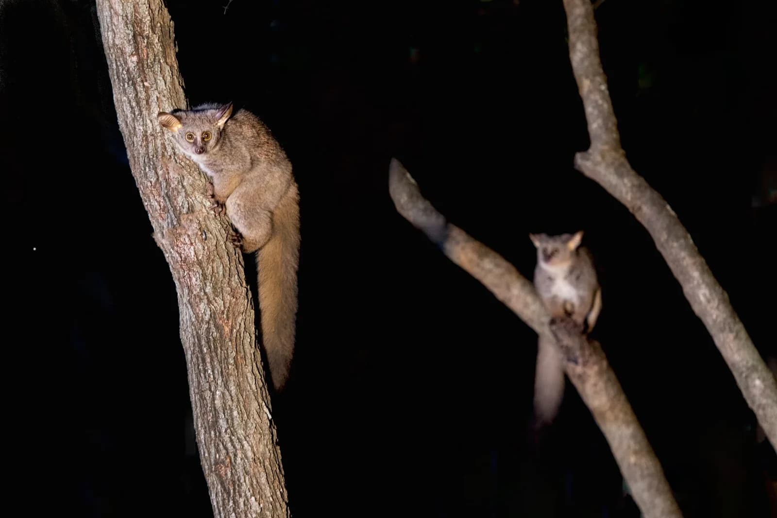 Galago aux grands yeux accroché à un tronc la nuit
