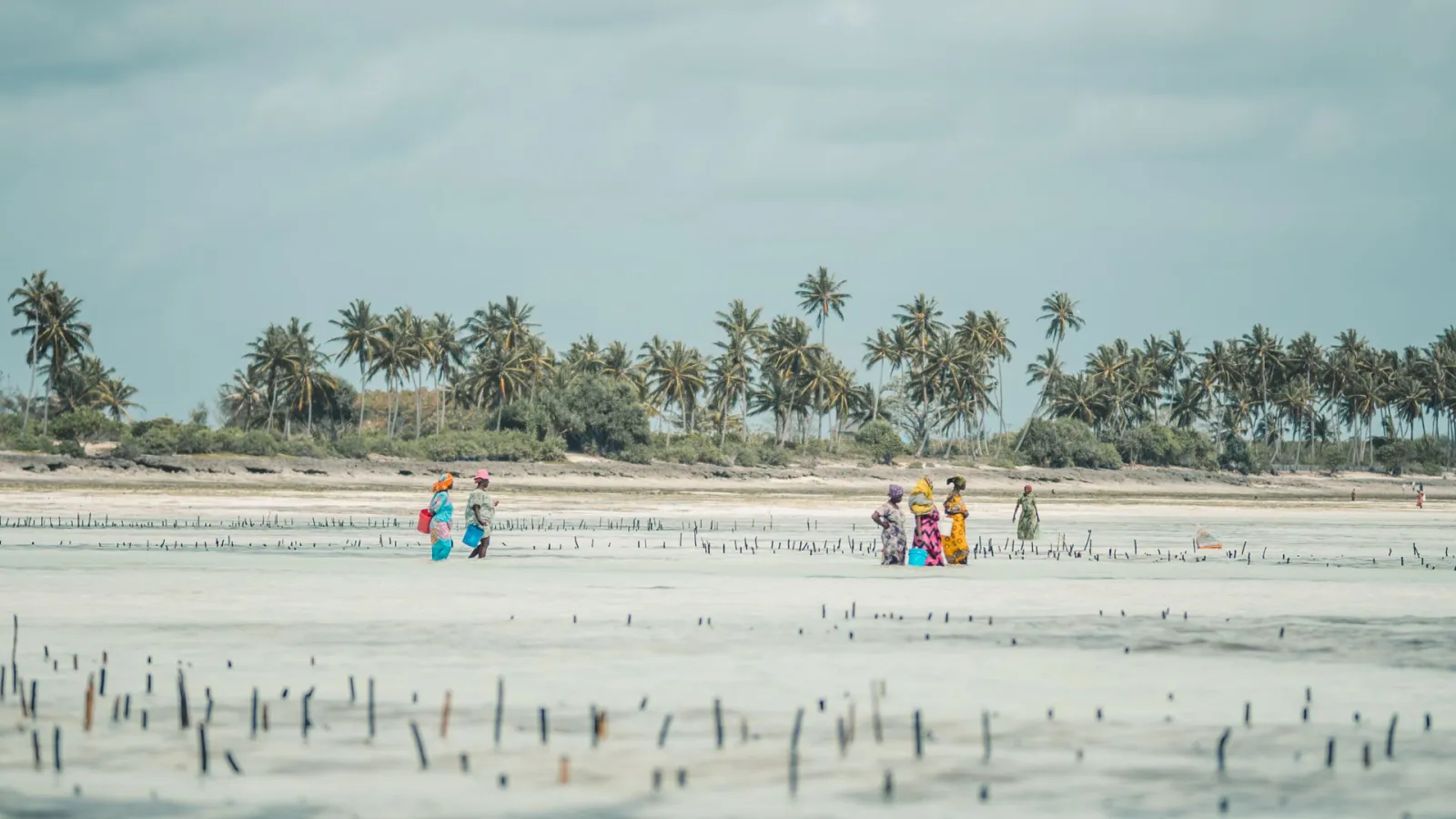 Femmes récoltant les algues à marée basse à Jambiani, côte sud-est de Zanzibar