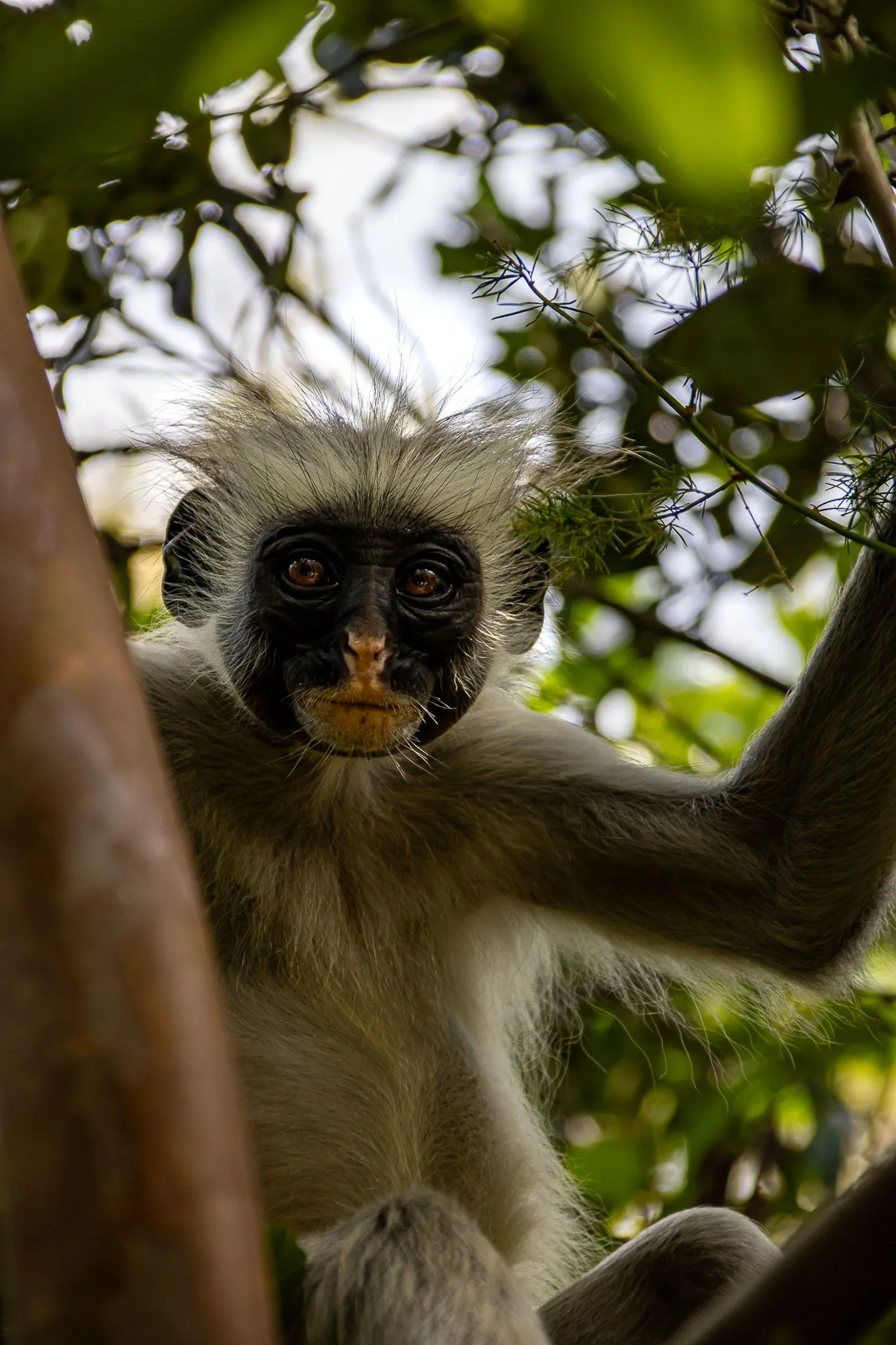 Singe colobe rouge dans la forêt de Jozani à Zanzibar