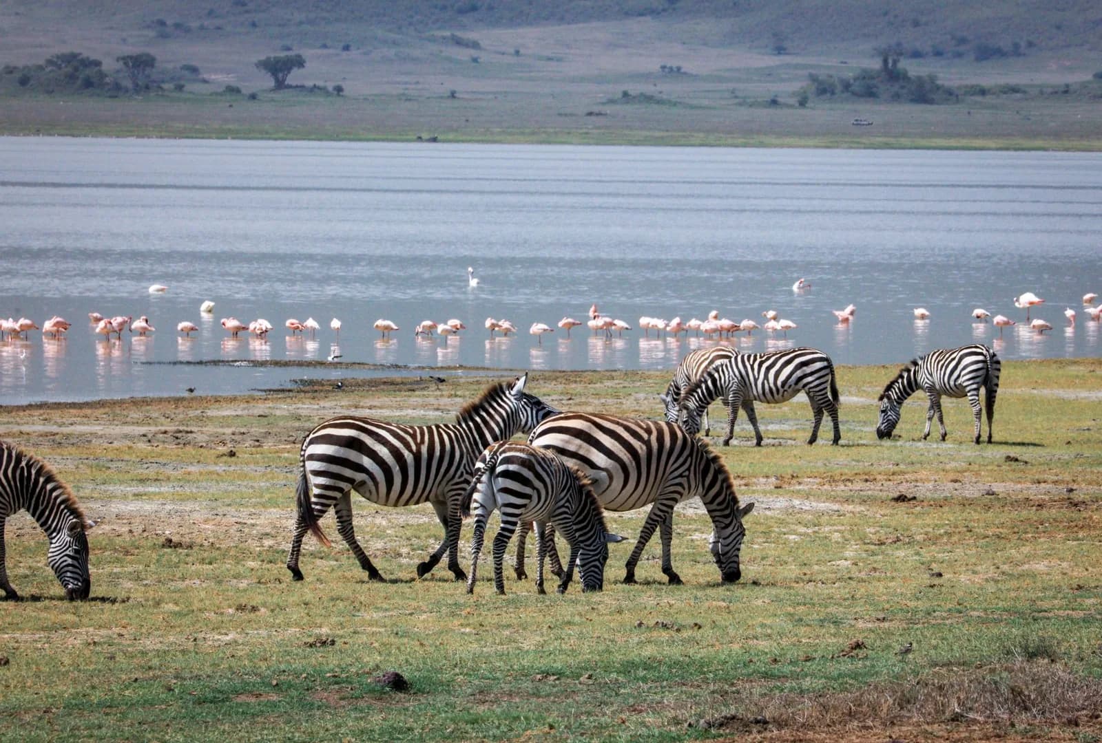 Zèbres sur la rive du lac Manyara, avec une ligne de flamants roses au bord de l'eau, Tanzanie