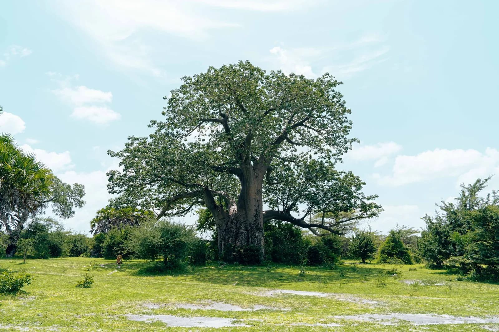 Grand baobab, l'arbre dans lequel sont construites les maisons du lodge Chole Mjini