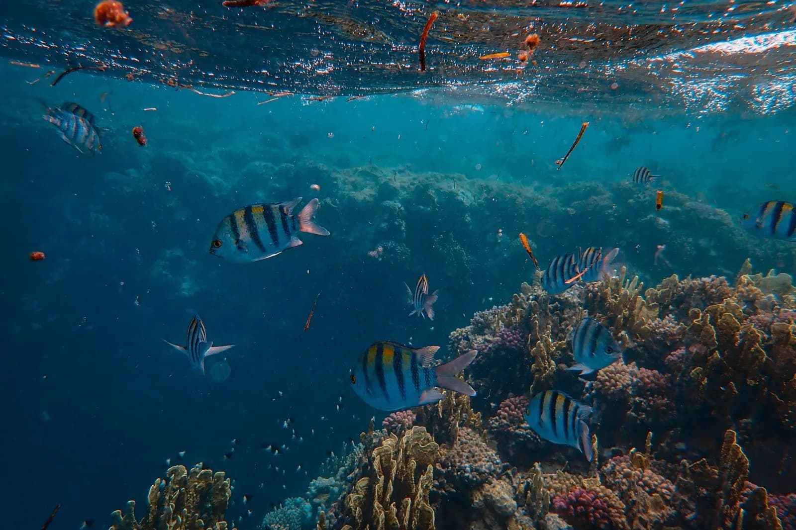 Poissons-sergents et coraux sur un récif de l'océan Indien, comme sur les sites de plongée de Mafia