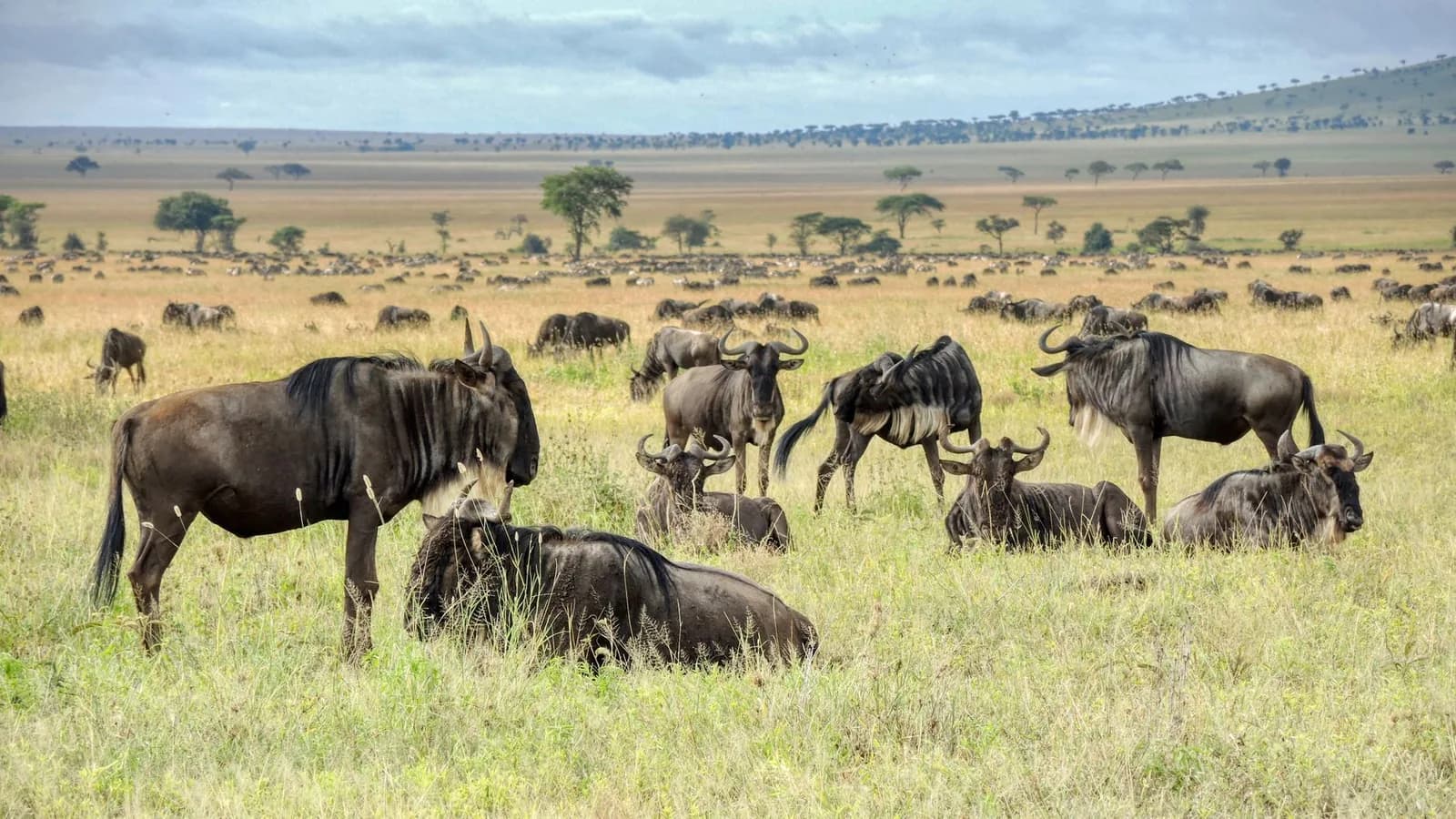 Grande Migration des gnous dans les plaines dorées du Serengeti en Tanzanie pendant la saison sèche