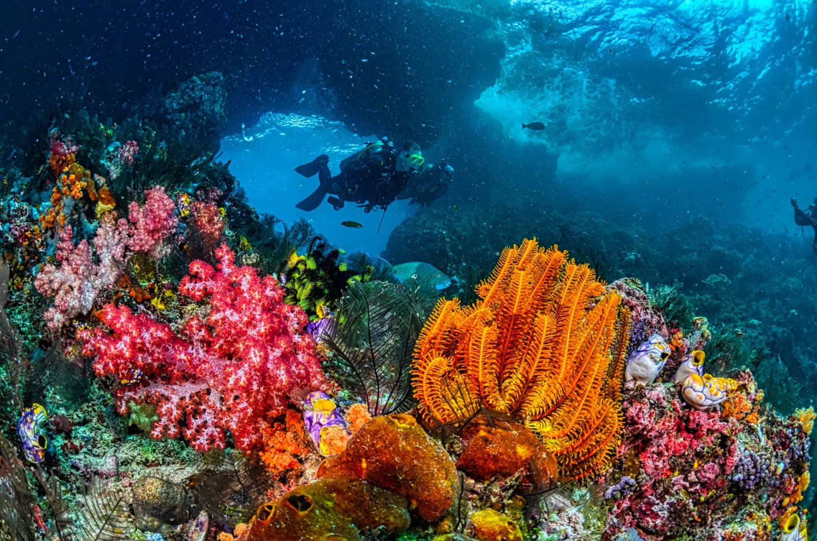 Plongeur au-dessus d'un récif corallien coloré à Zanzibar
