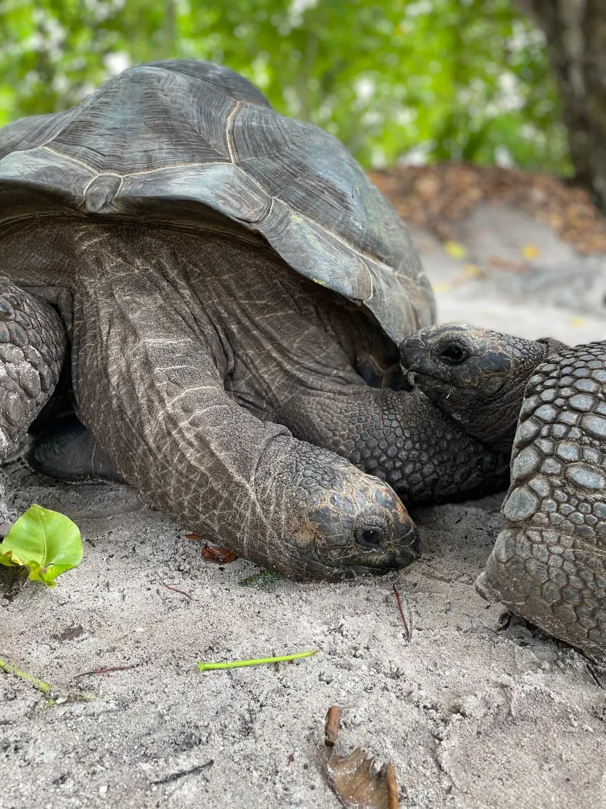 Tortues géantes (Aldabra) à Prison Island / Changuu, Zanzibar