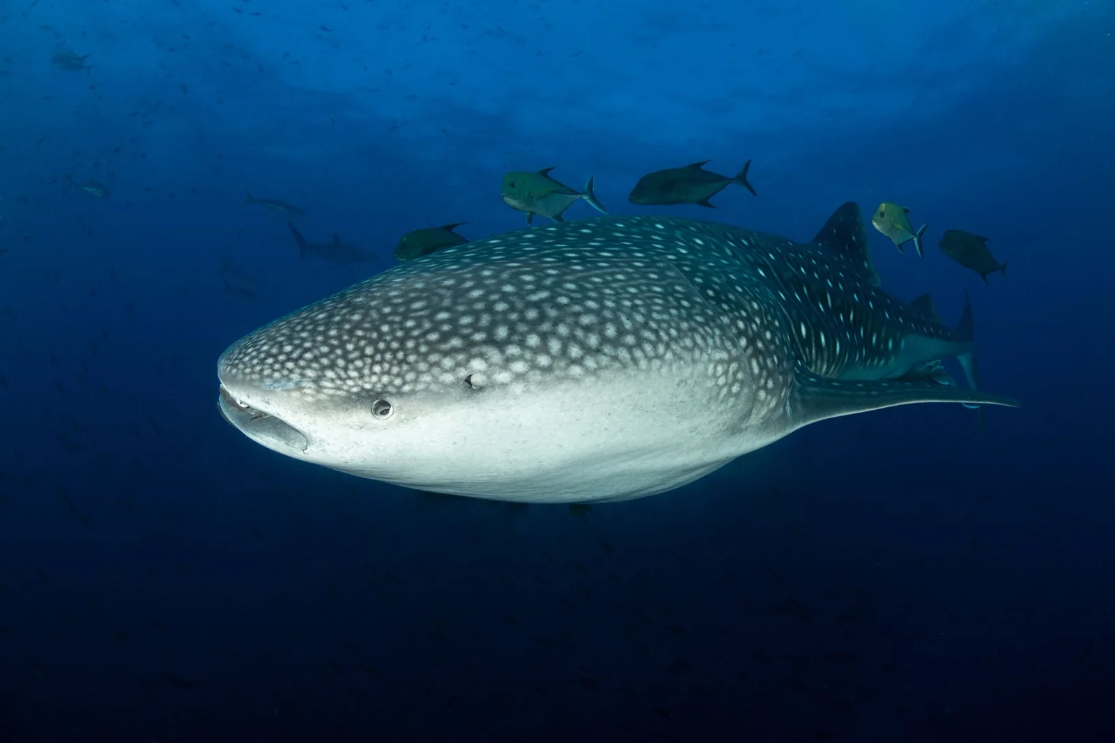 Requin-baleine tacheté nageant en eau bleue, accompagné de petits poissons