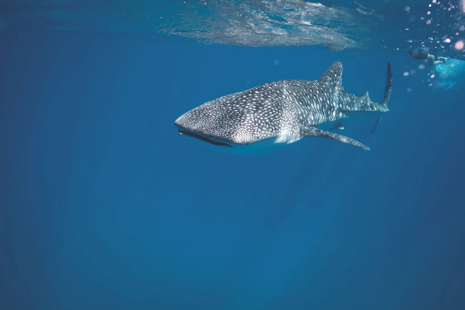 Requin-baleine en eau bleue, l'espèce que l'on vient observer au large de l'île de Mafia