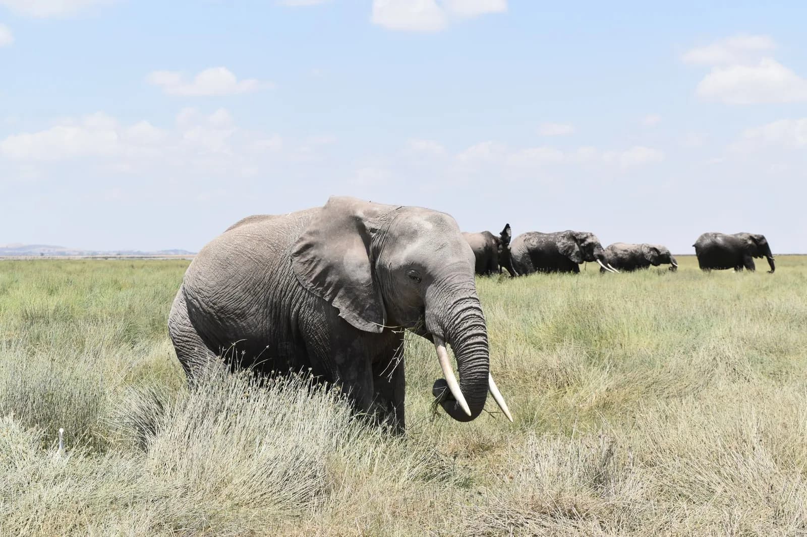 Éléphants dans la savane tanzanienne lors d'un safari depuis Zanzibar