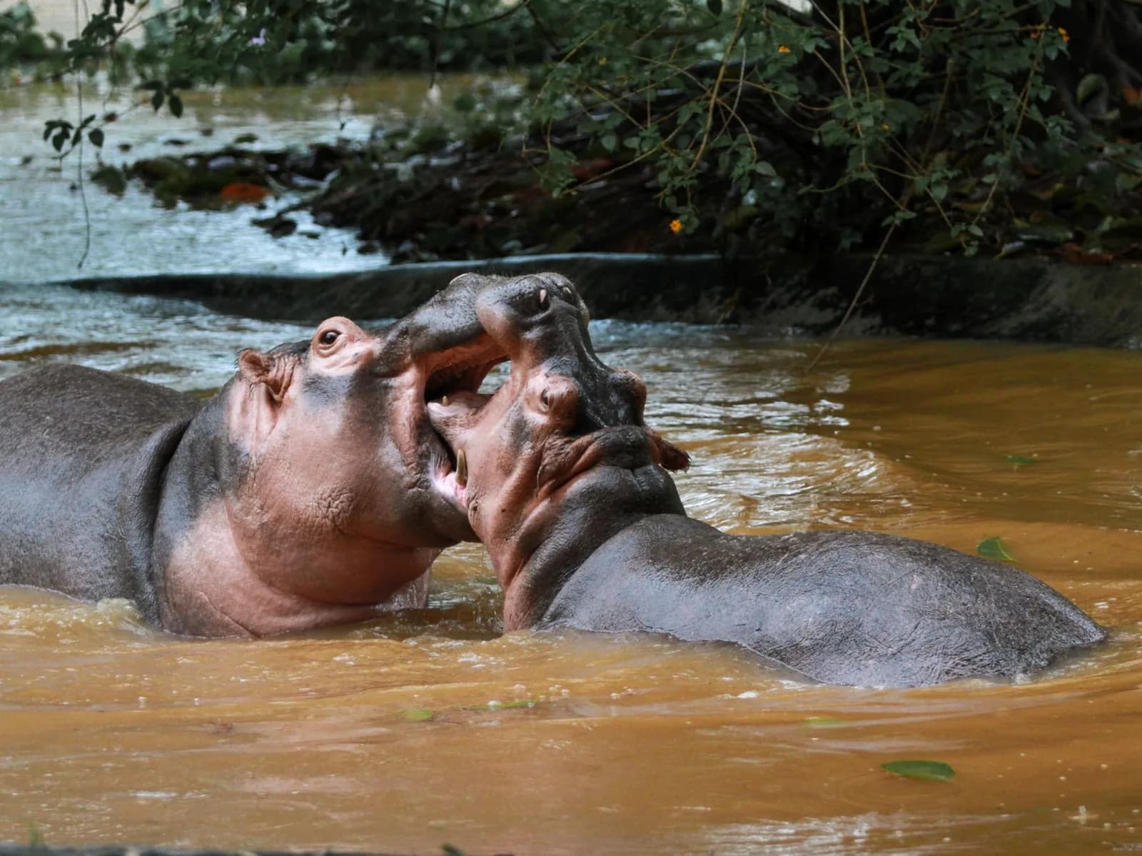 Hippopotames dans le fleuve Rufiji au parc national de Nyerere en Tanzanie