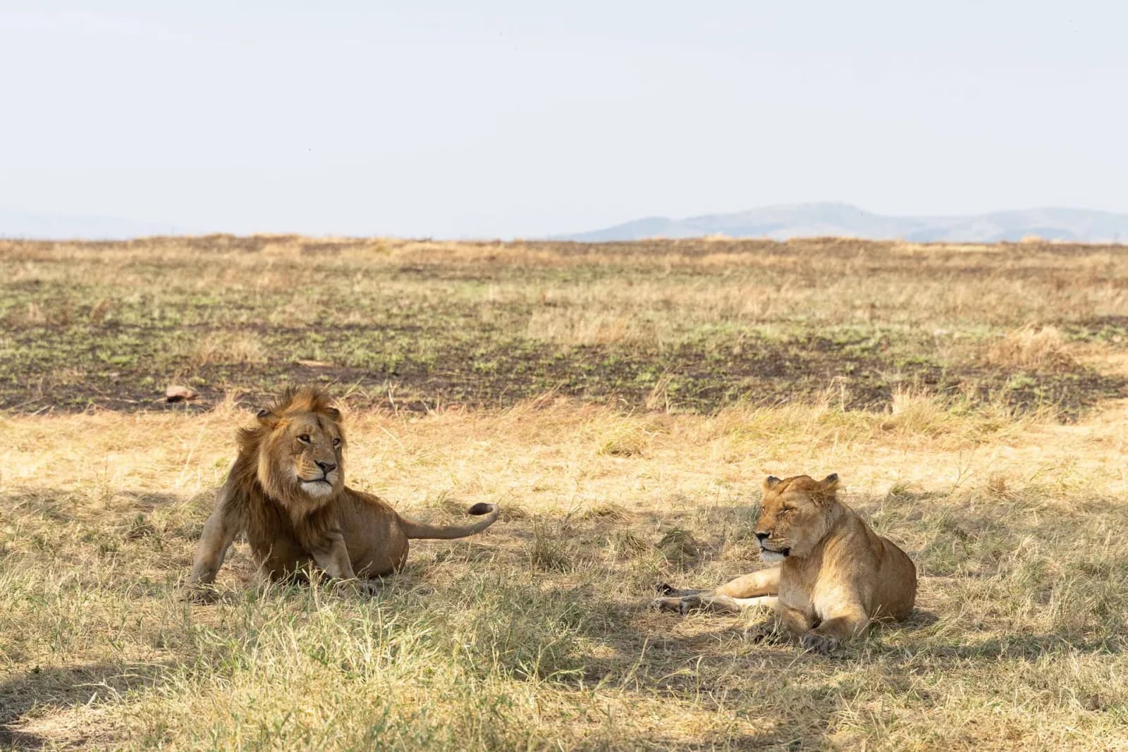 Lions dans la savane du Serengeti lors d'un safari en Tanzanie
