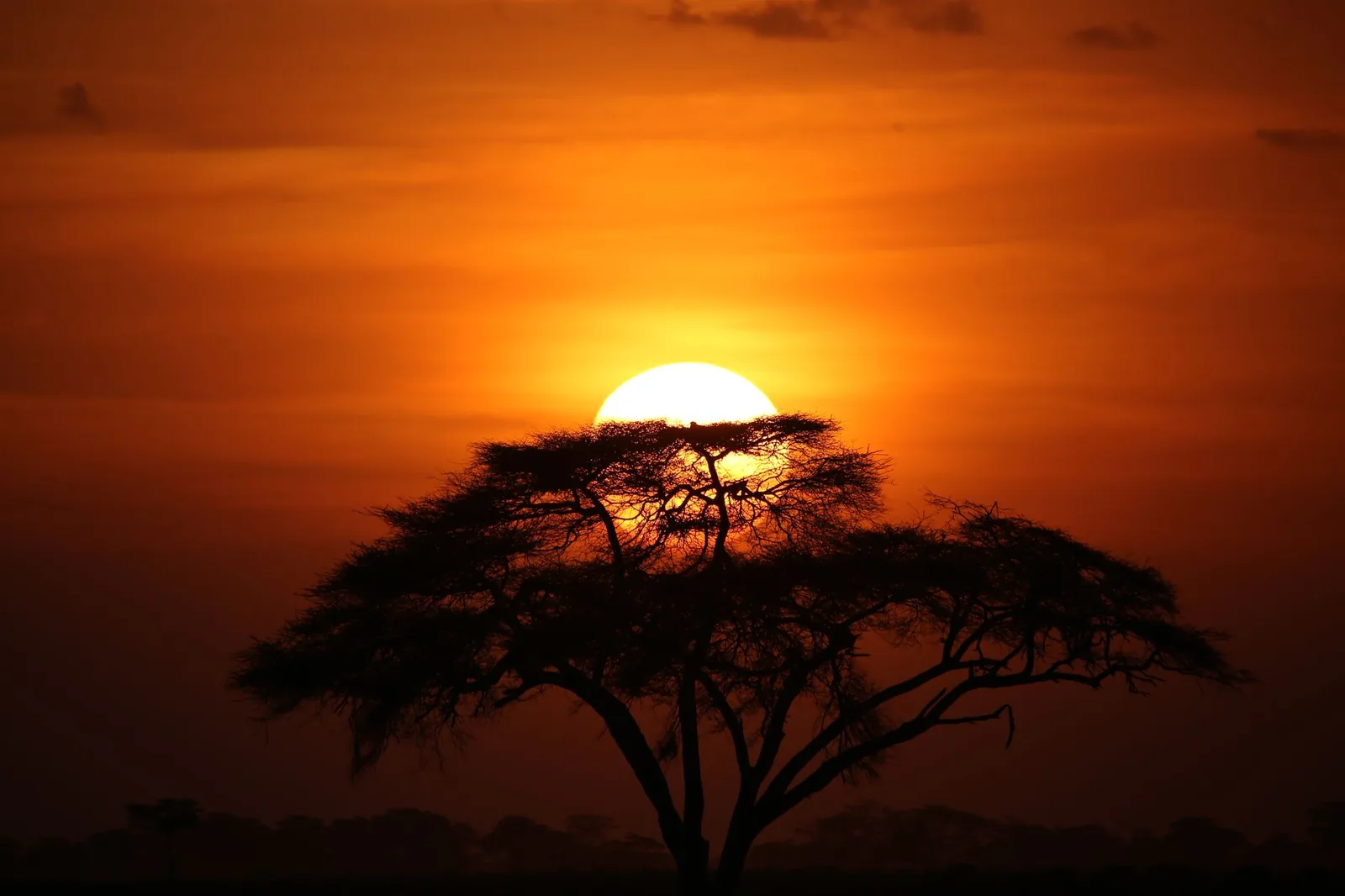 Savane dorée du Serengeti au coucher du soleil en Tanzanie, première étape d'un combiné safari et plage à Zanzibar