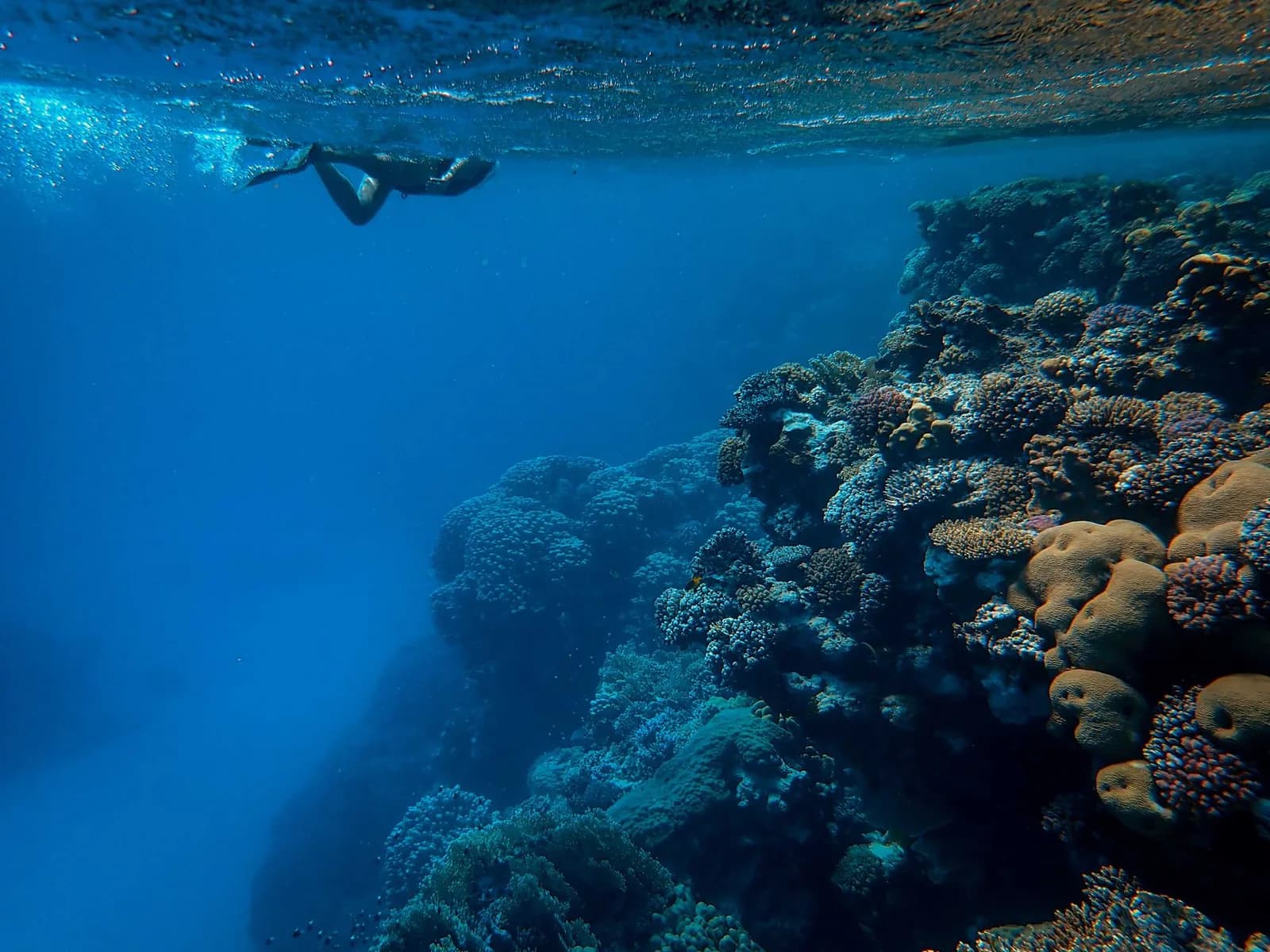 Snorkeleur en surface au-dessus d'un récif corallien coloré dans une eau claire au large de Zanzibar