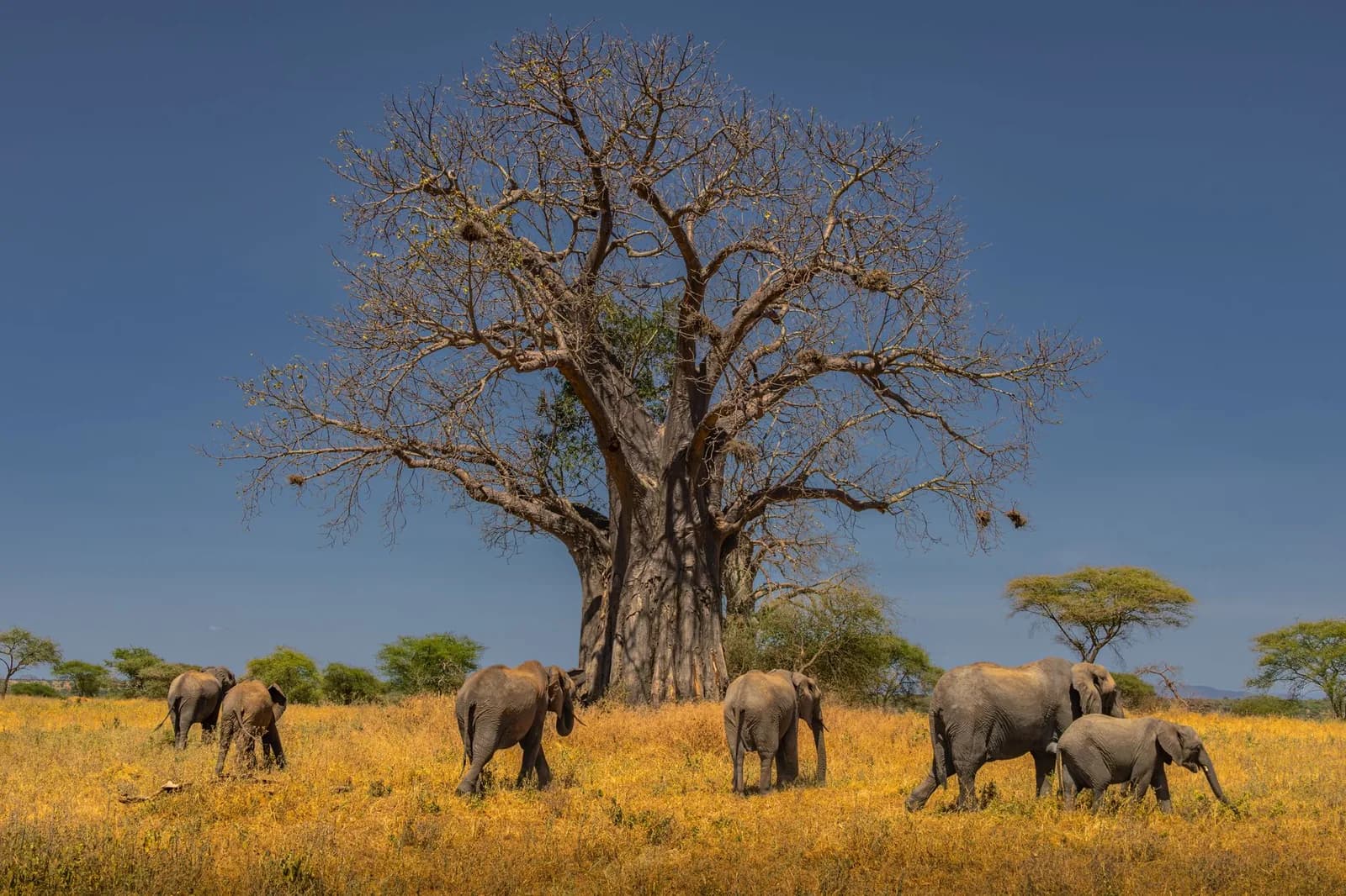 Éléphants dans la savane dorée au pied d'un grand baobab, parc national de Tarangire, Tanzanie