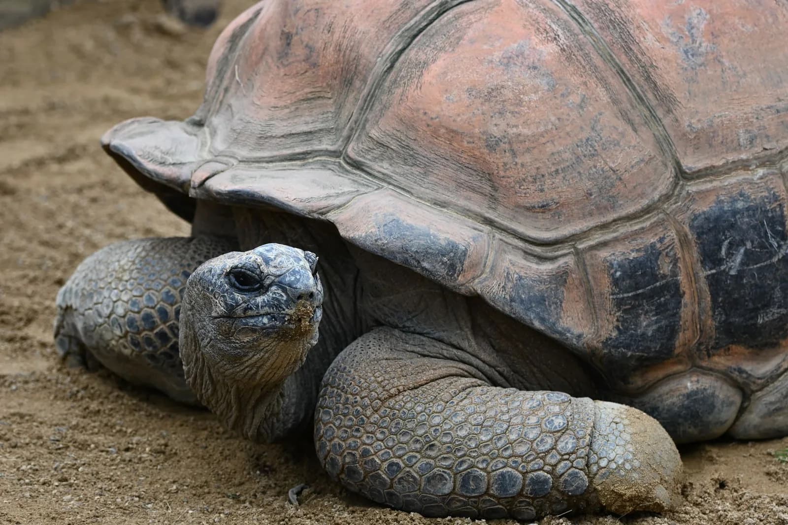 Tortue géante d'Aldabra à Prison Island (Changuu), au large de Stone Town