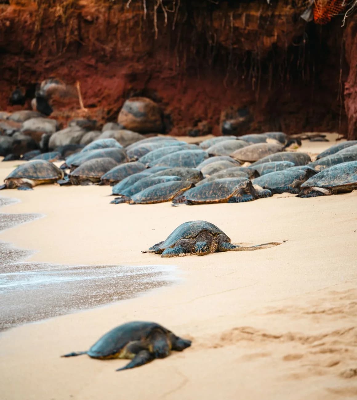 Tortues vertes au repos sur le sable au bord de l'eau