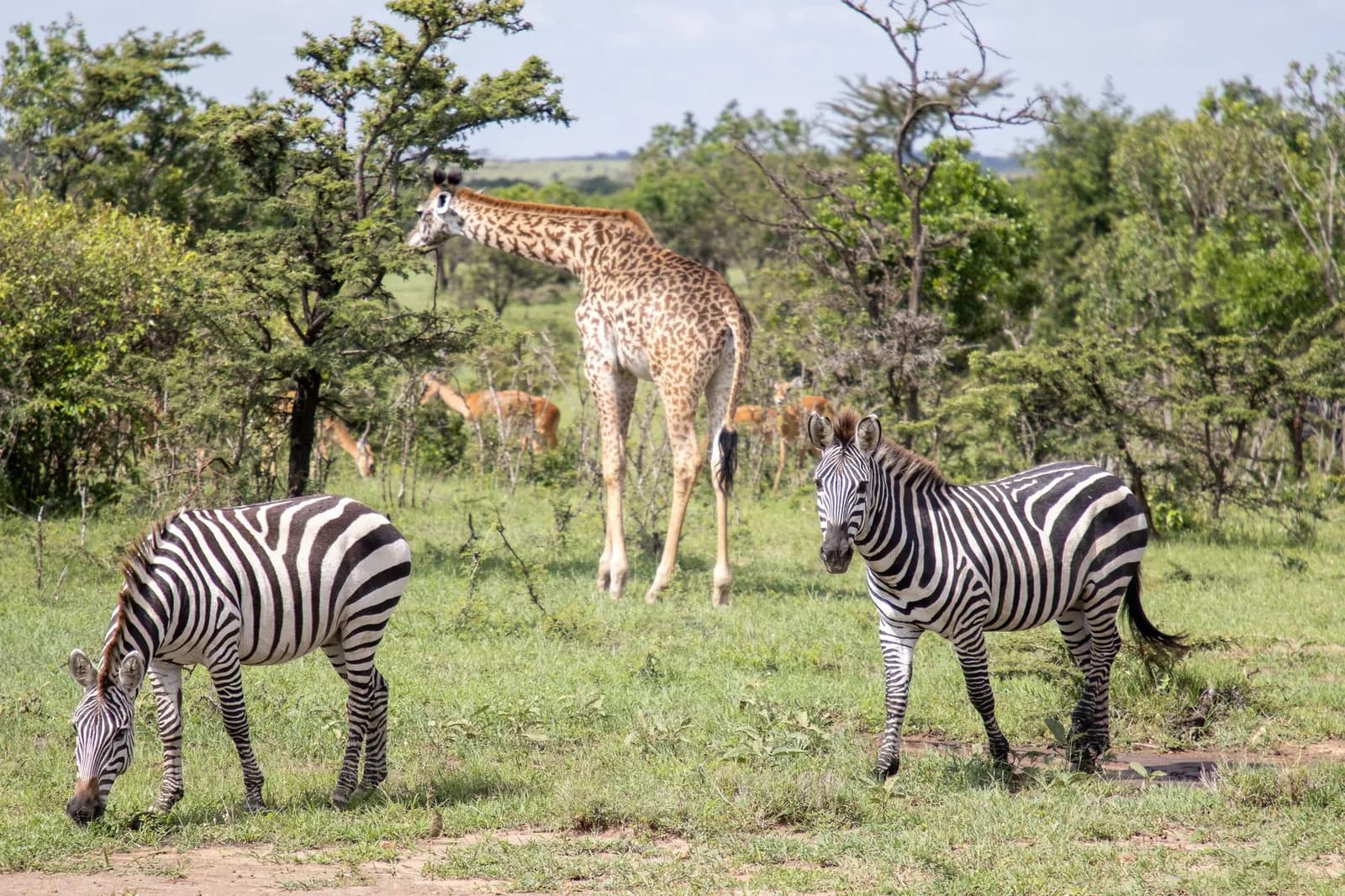 Zèbres et girafes dans la plaine du parc national de Mikumi en Tanzanie