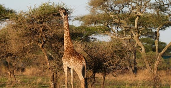 4 jours Tarangire, Serengeti et Ngorongoro en camping