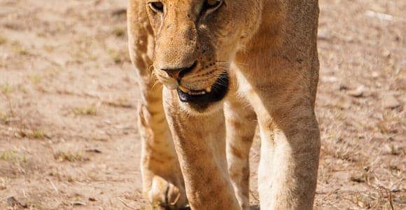 Mikumi : safari d'une journée avec vols et déjeuner