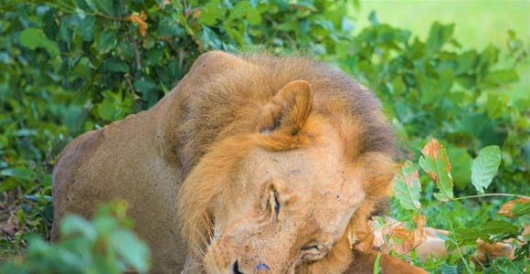 Selous : safari 2 jours et 1 nuit avec vols