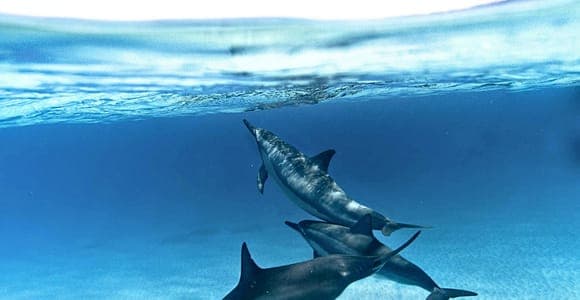 Dauphins et snorkeling sur le récif, approche respectueuse