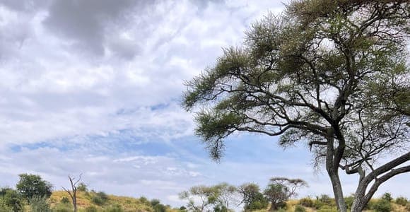 2 jours Tarangire et cratère du Ngorongoro