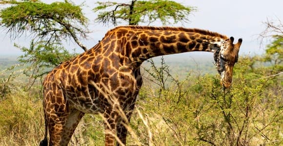 4 jours Tarangire, Serengeti et Ngorongoro avec montgolfière